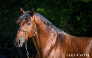 Coraçao Portrait