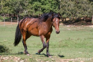 Dragao portrait en pied