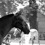 Ushiba profil Equestria 09