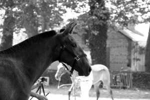 Ushiba, un an, Equestria à Tarbes 09