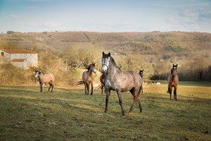 Haras de La Goudelie fev 13