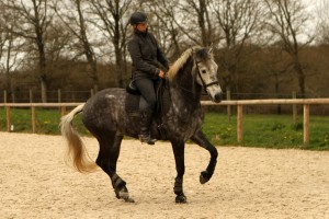 Pirouettes au galop, changements de pieds, début passage-piaffer, 72,01% au dernier concours RLMC, 8 ans, 1,65m, hongre.