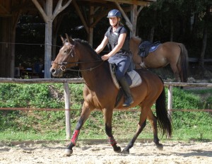 Hongre, 4 ans, 1,60m débourré.