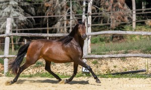Viva 14 ans, trois bonnes allures, 1,62m travail de basse école. Très fine, émotive, mais gentille et de bonne volonté, pour cavalier fin et confirmé.