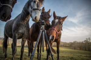 danslinstantphotographies - les curieuses de La Goudelie_ Mars 13