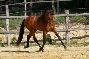 Coraçao trot