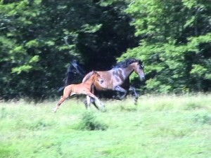 plein galop avec Maeva