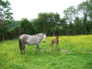 Haïfa des Frettes et Quelinda