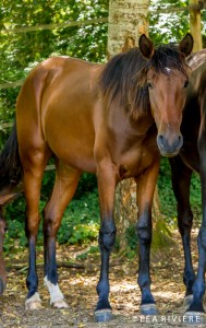 Six ans, 1,62m, trois très bonnes allures, fille d'Importante SDS et Maeva des Frettes.